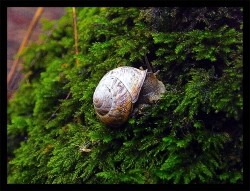 حلزون-جنگل سبز